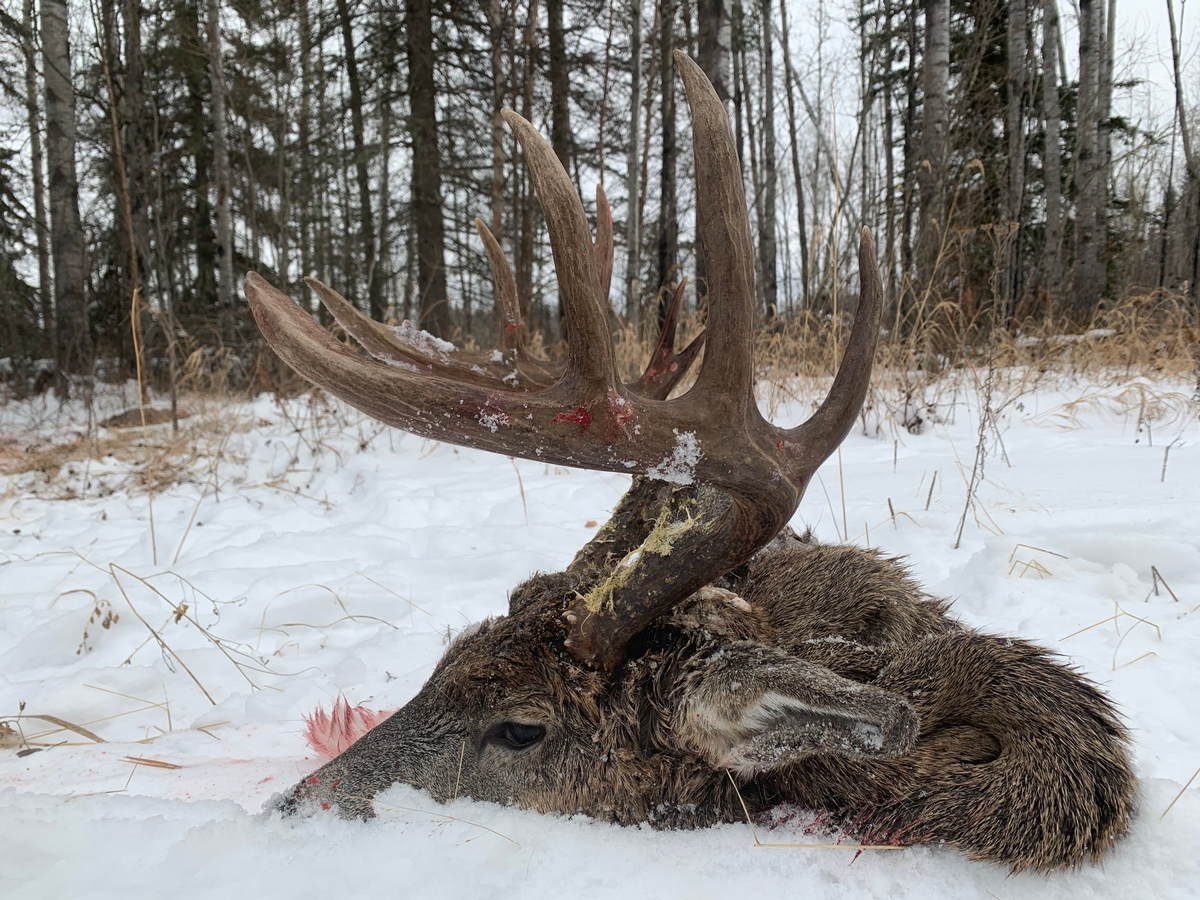 Big Bucks & Big Guns