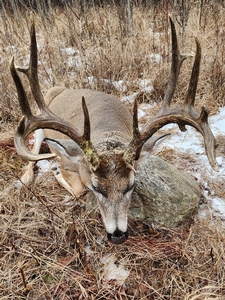 Whitetail Photos